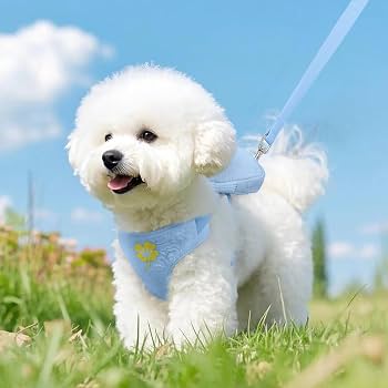 Breathable Dog Rope Vest Leash for Small Dogs Teddy Bichon Pomeranian with Adjustable Chest Strap